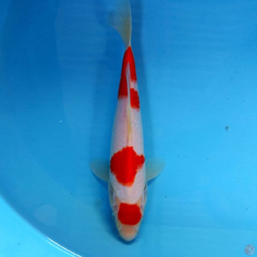 maruten 23cm