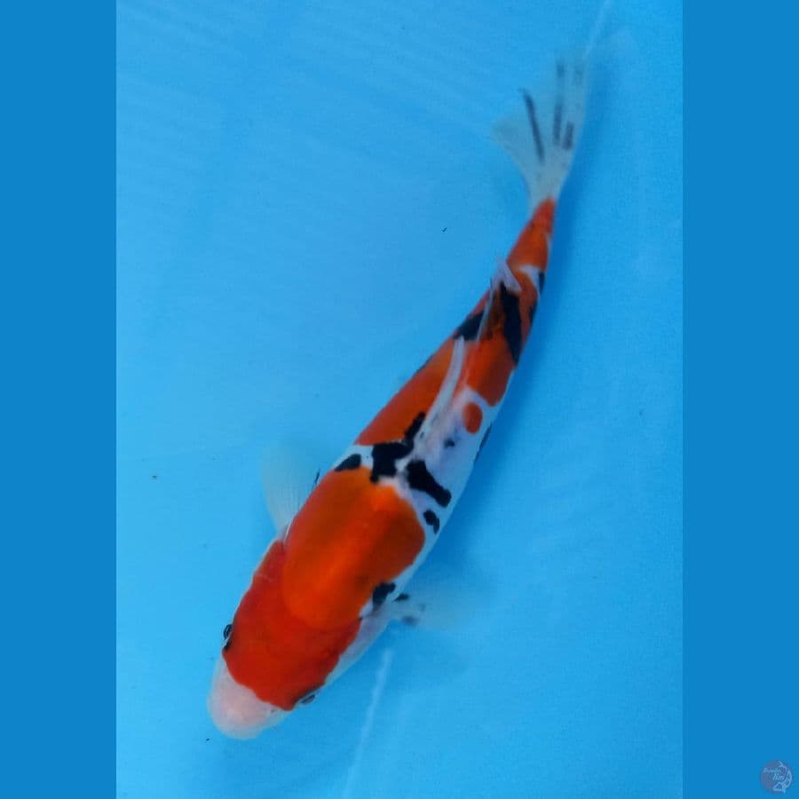 sanke doit 18 cm