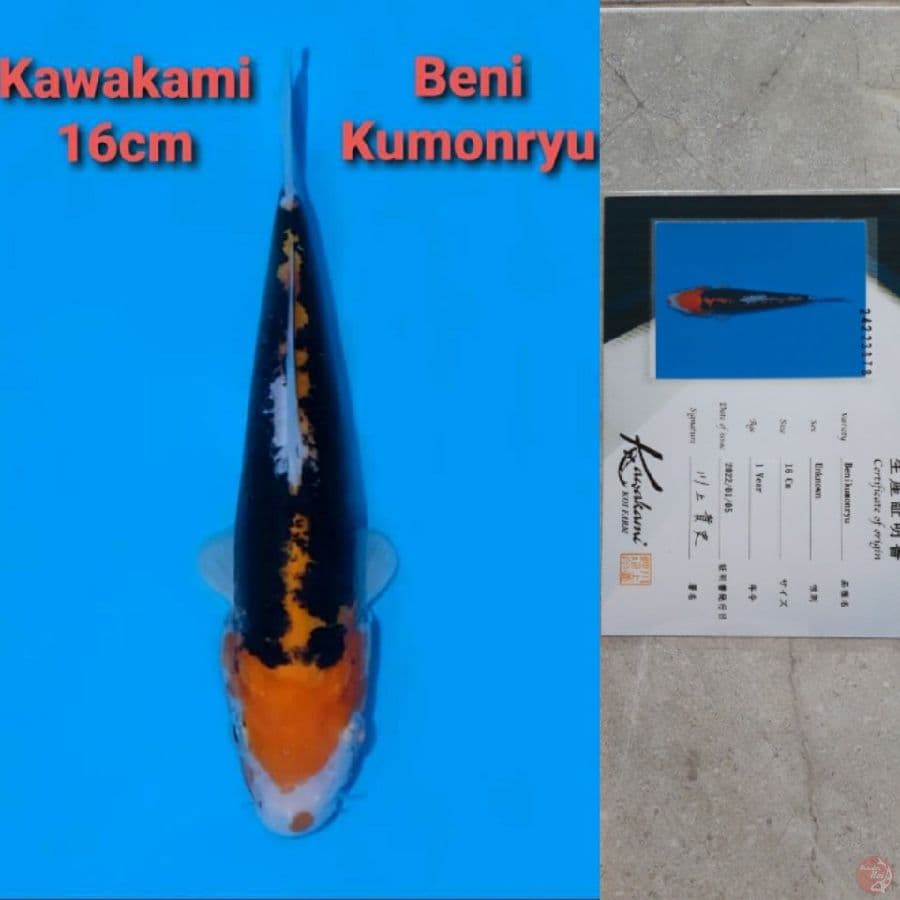 KAWAKAMI BENI KUMONRYU SIRIP TIDAK SIMETRIS