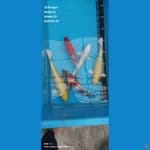 Mix Ogon, Showa, Platinum, Kohaku