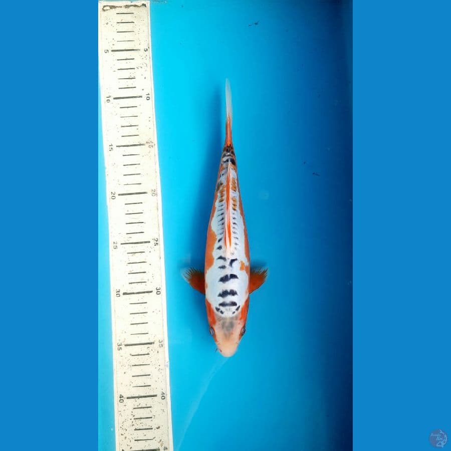 Shusui 26cm