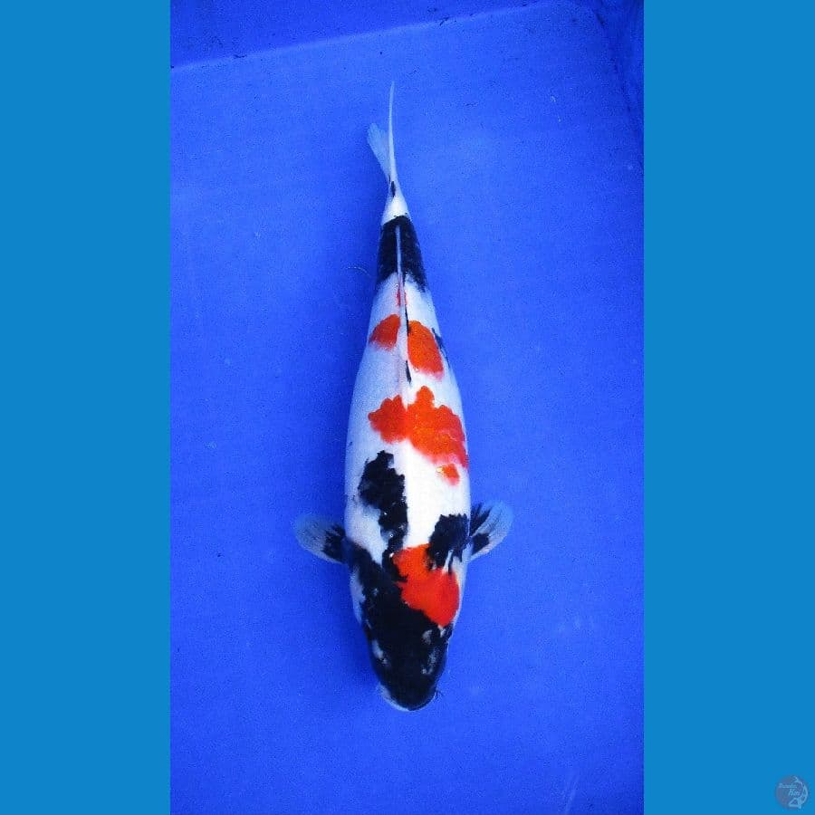 showa sansoku ±36cm hq