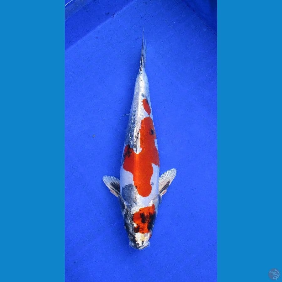 showa doitsu hikari ±32cm