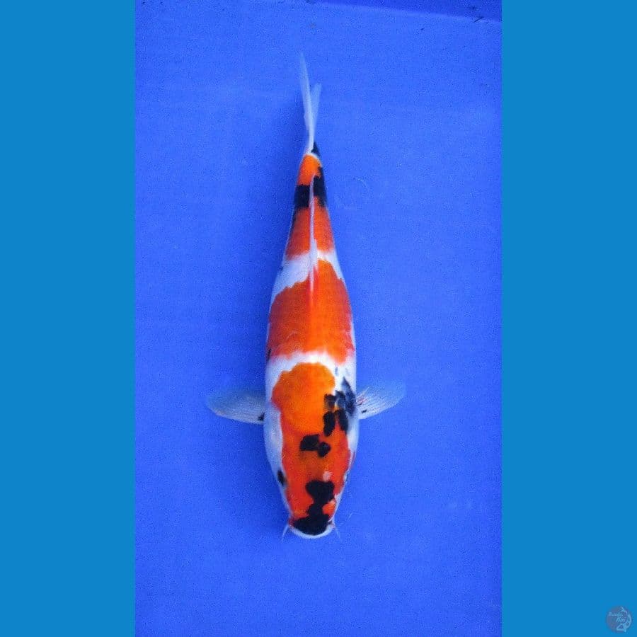 showa sansoku ±34cm