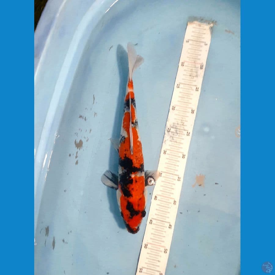 Showa 39cm