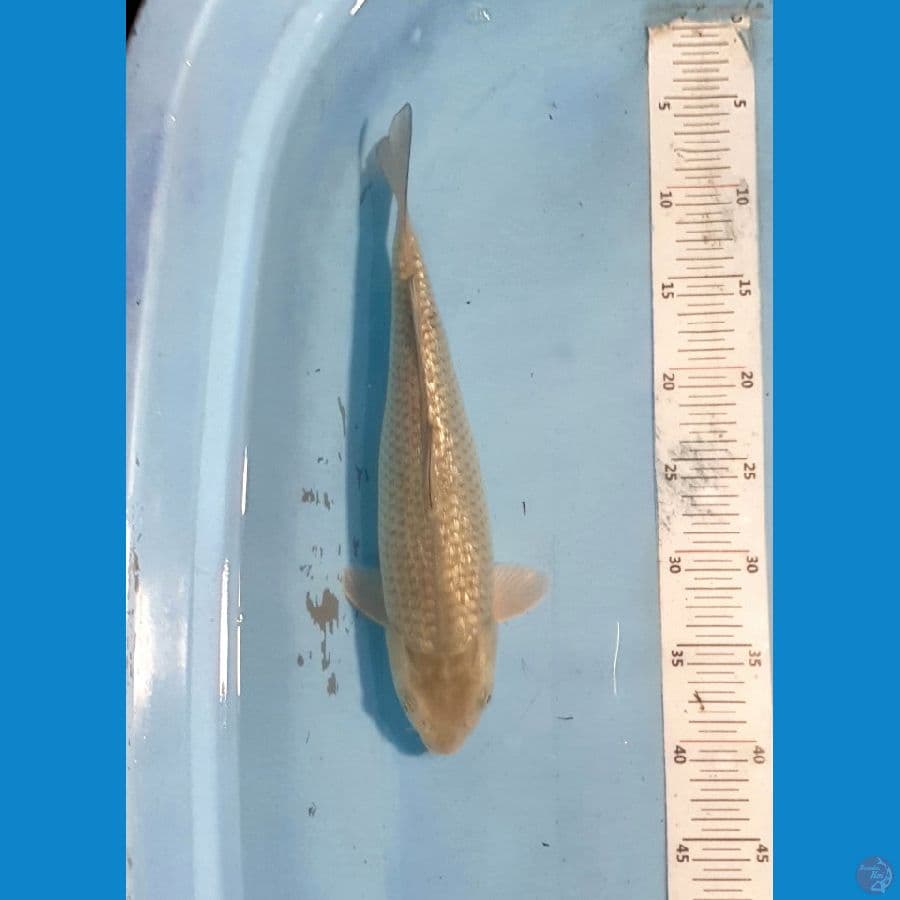 Soragoi Ginrin 32cm