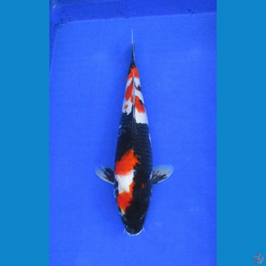 showa sansoku ±38cm