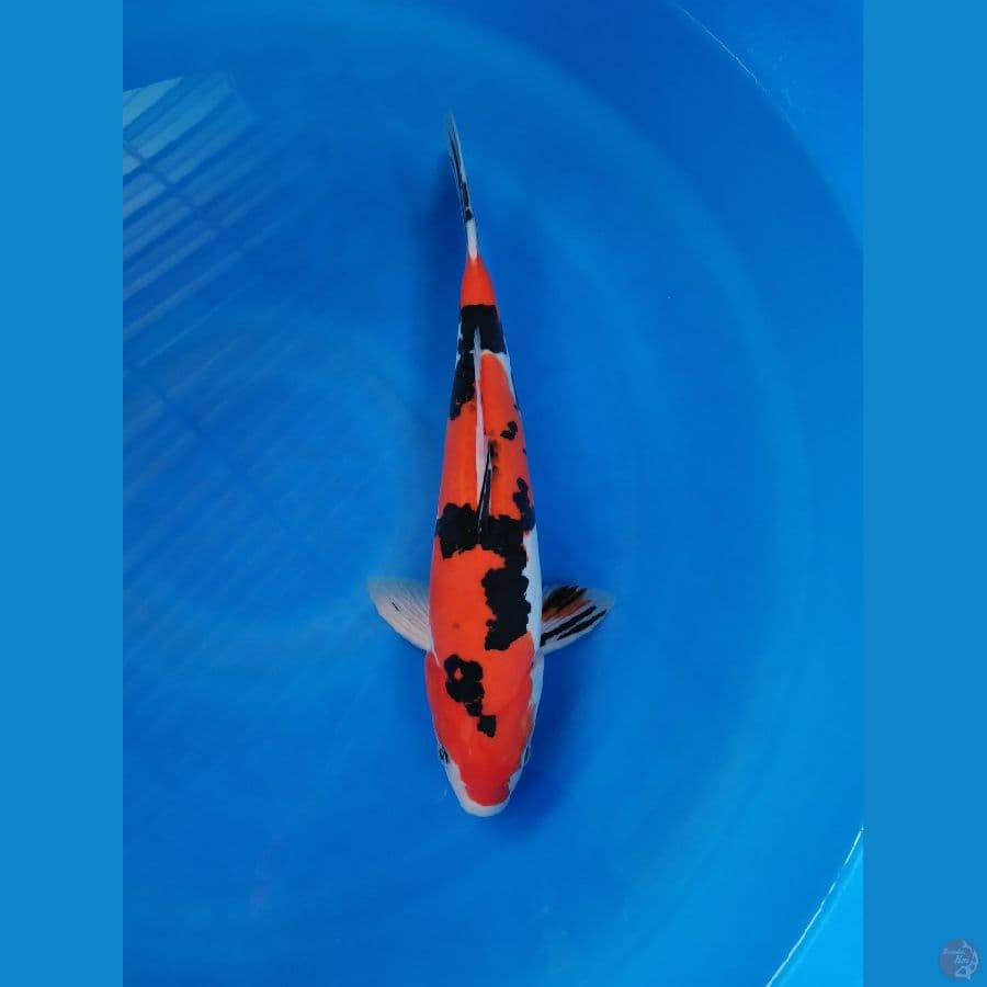 DOITSU 35cm/Male
