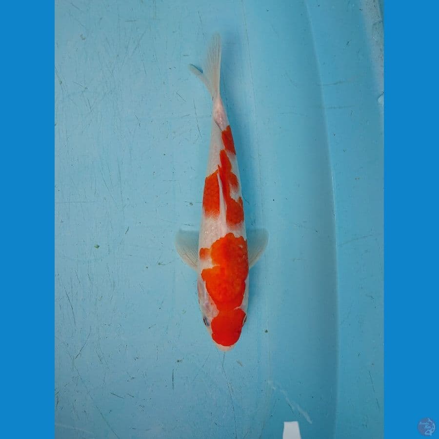 kohaku 30 cm