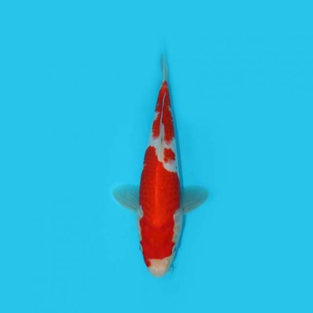 27 cm - kohaku