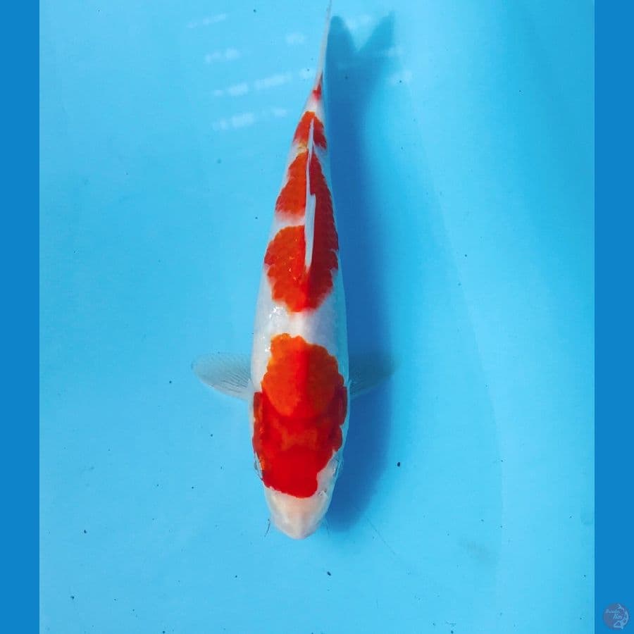 kohaku, 20 cm