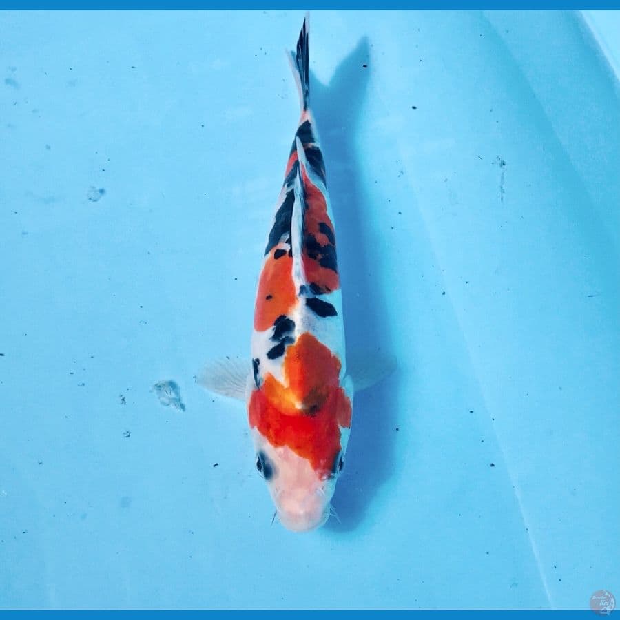 doitsu, 18 cm