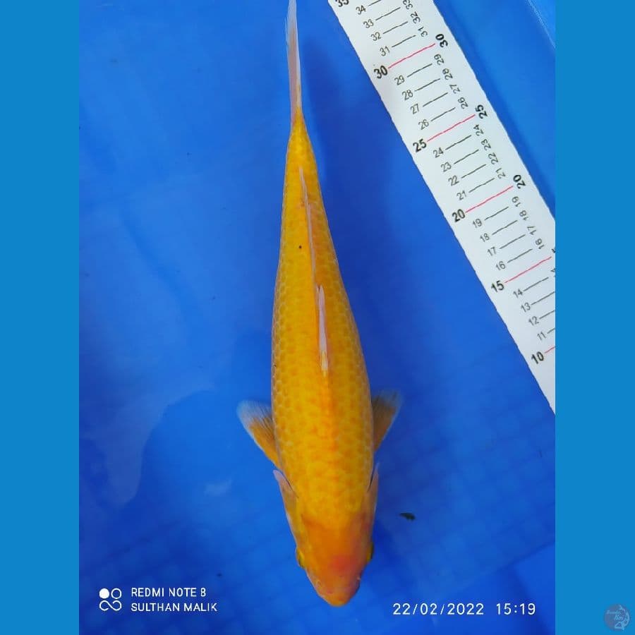 karasi golden corn 34 cm