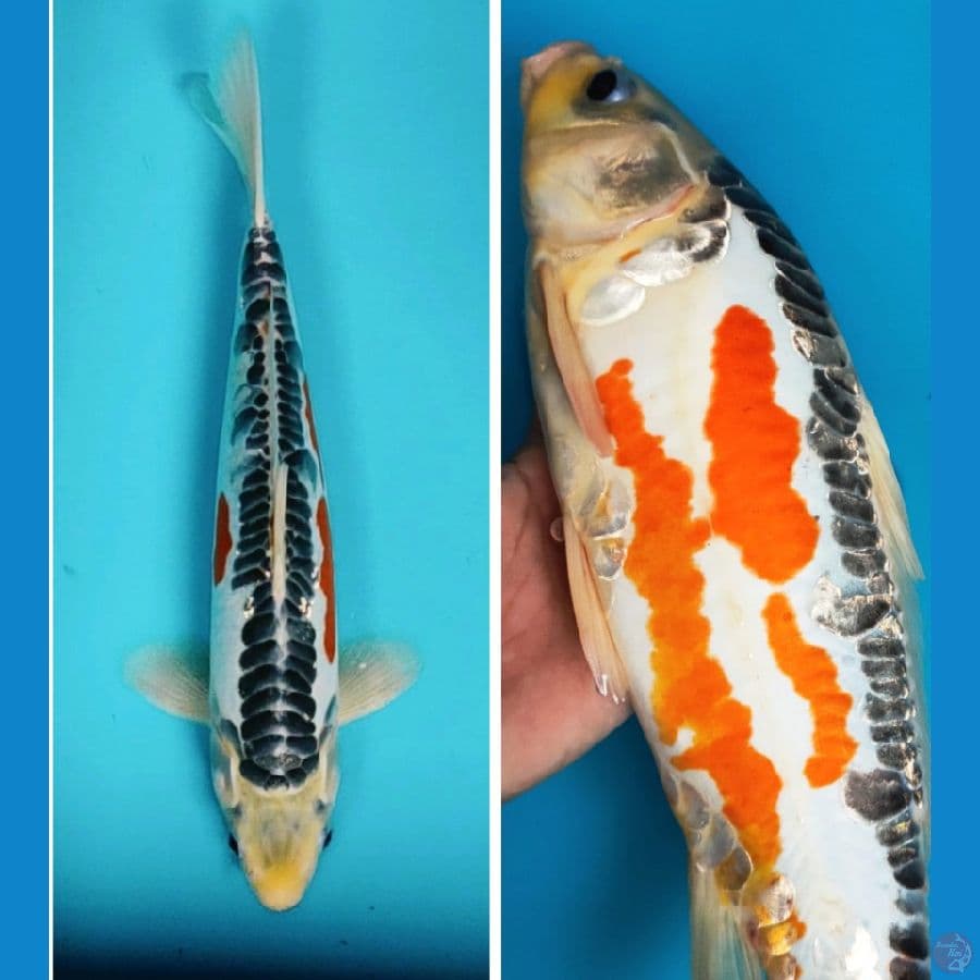 hana shusui 36cm male
