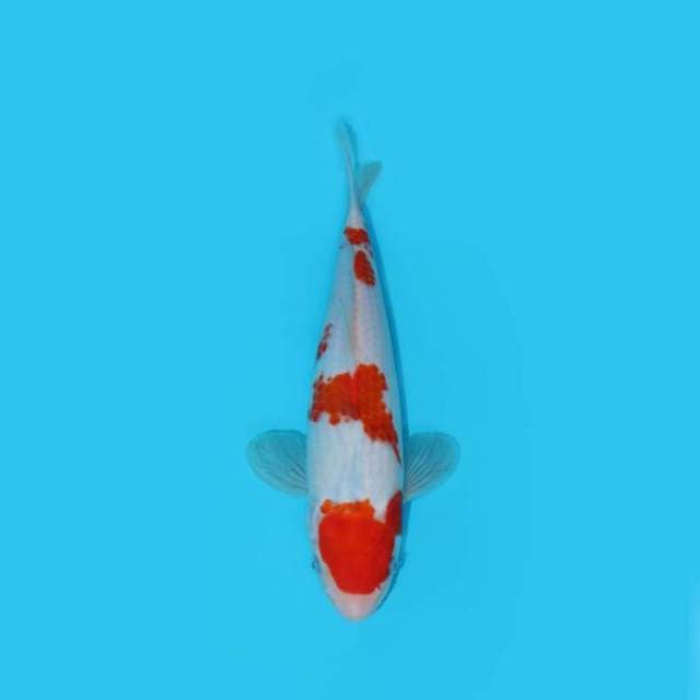 25 cm - Kohaku