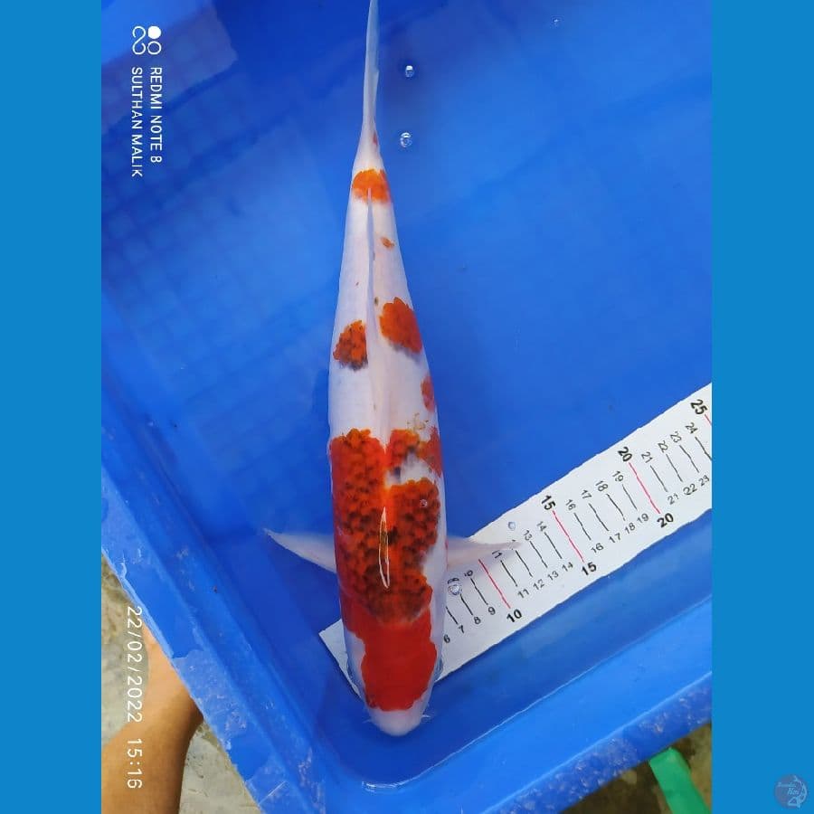 ai goromo 38 cm