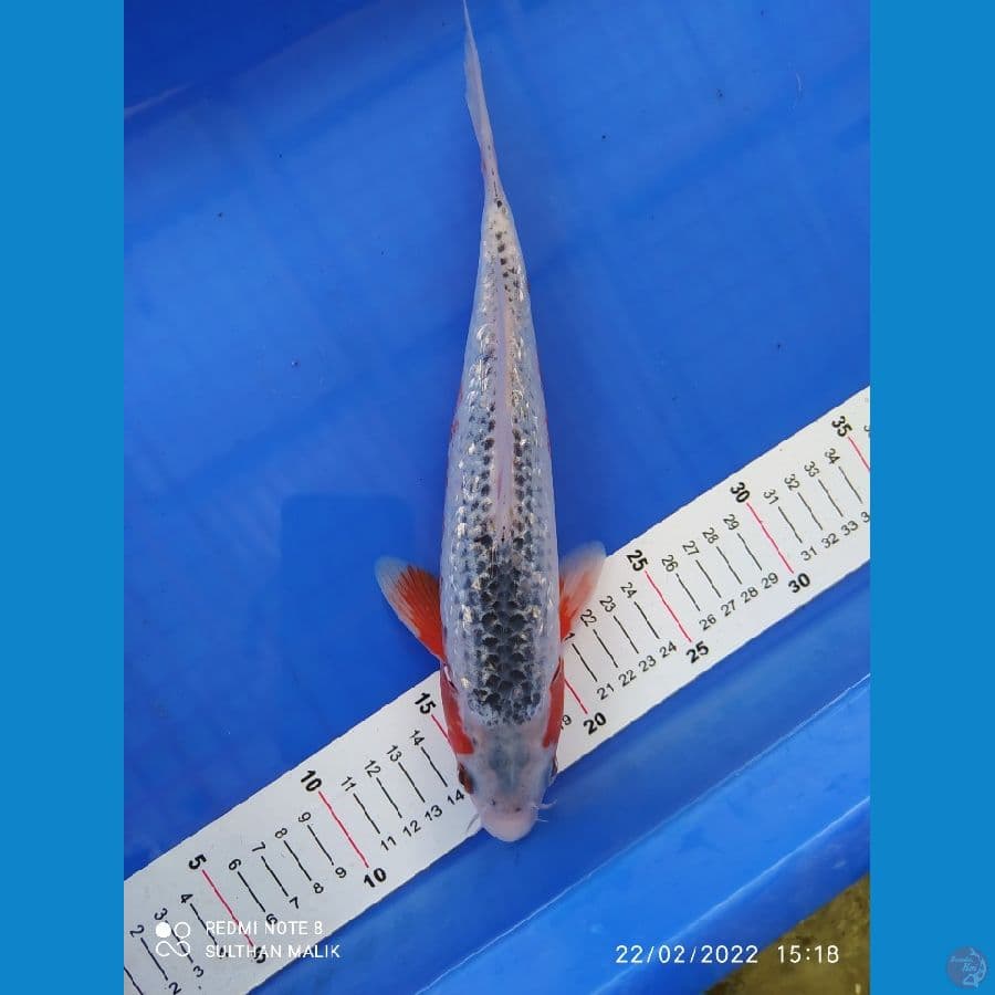 asagi ginrin 30 cm red stroong