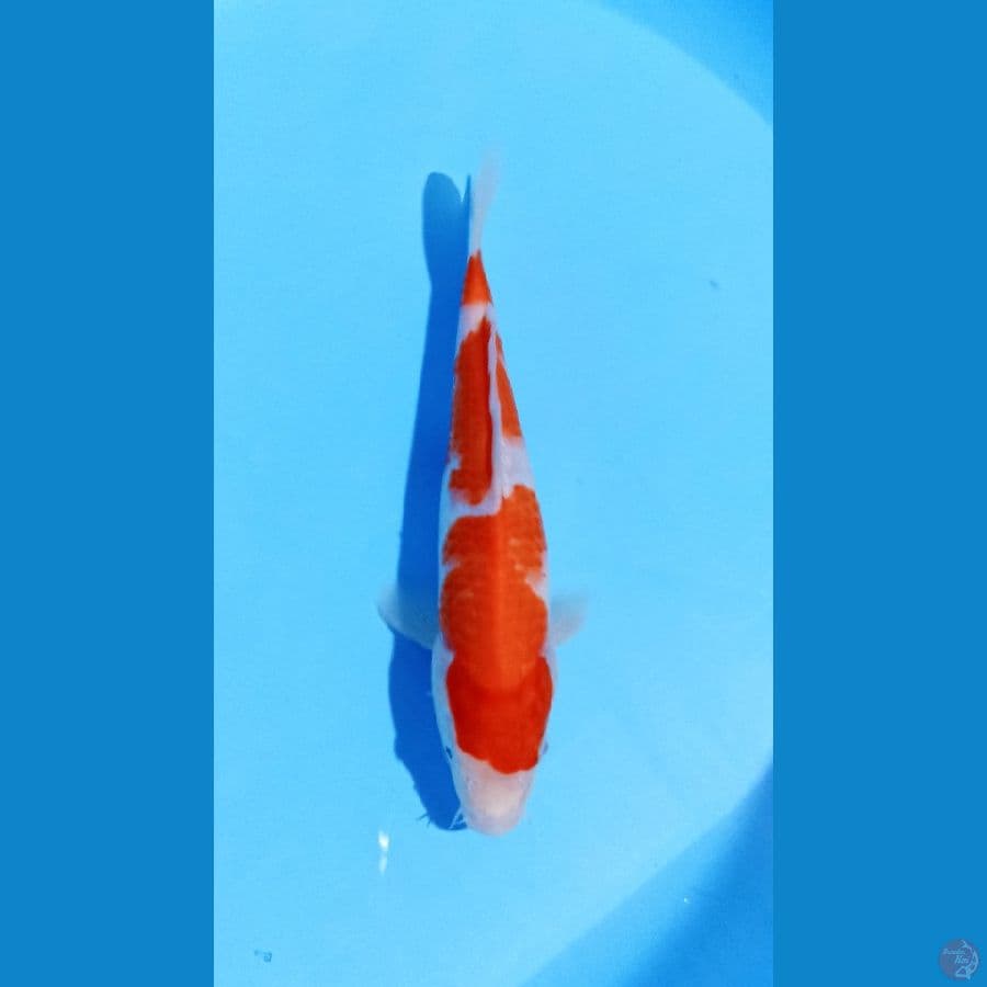 kohaku 21cm