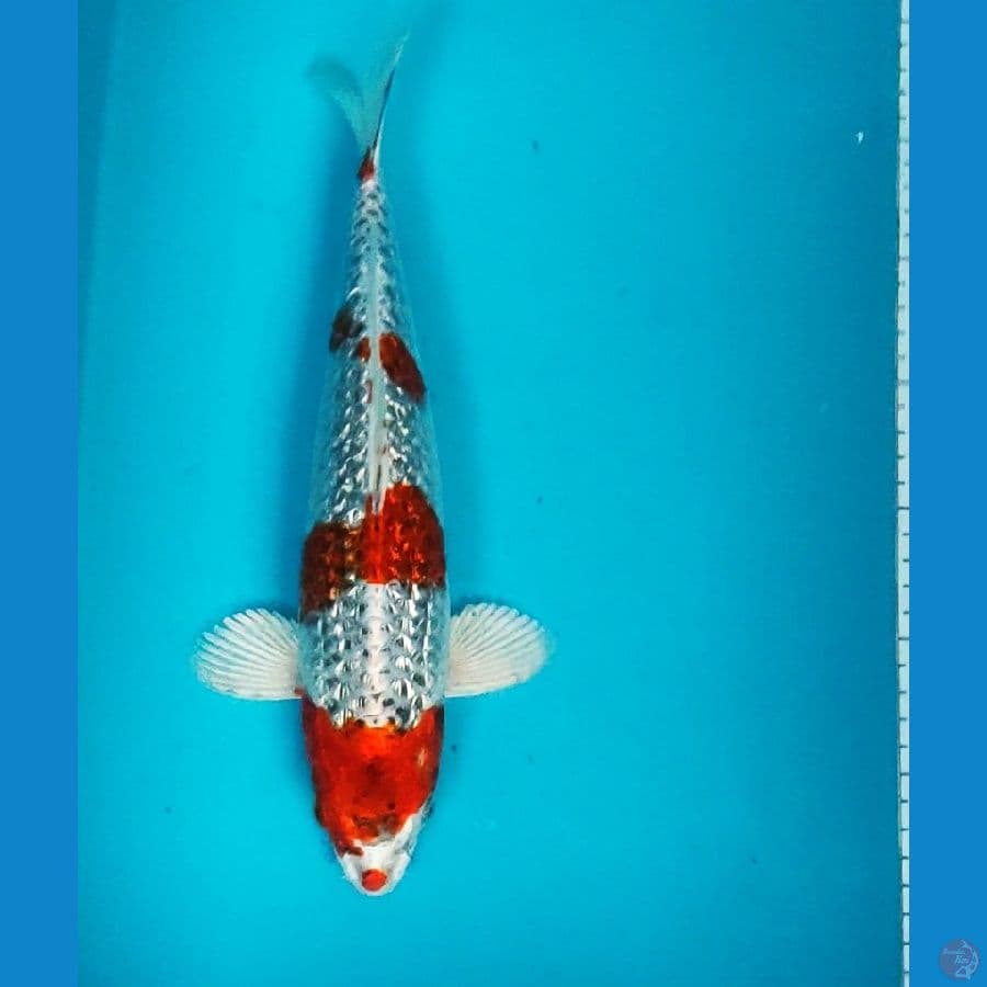 kujaku ginrin 33cm male 