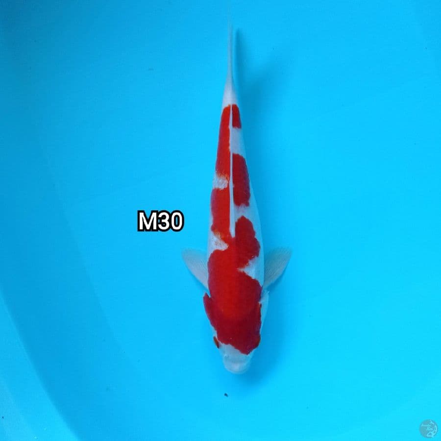 Inazuma Kohaku merah pekat M30