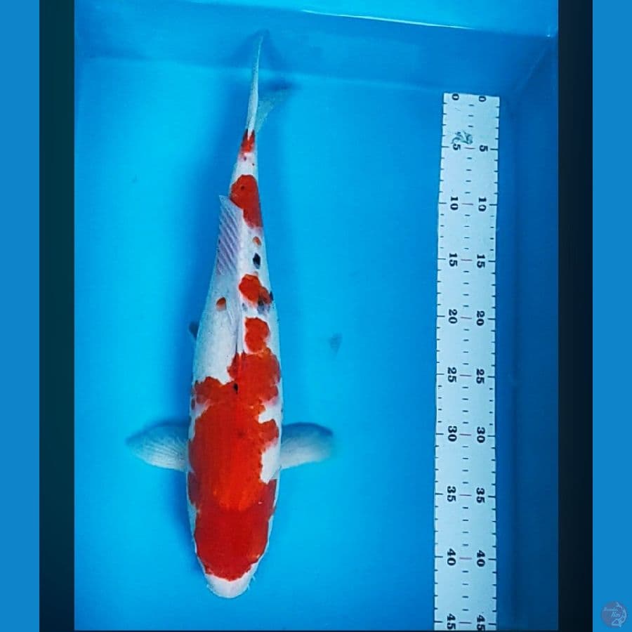 sanke jumbo 43cm