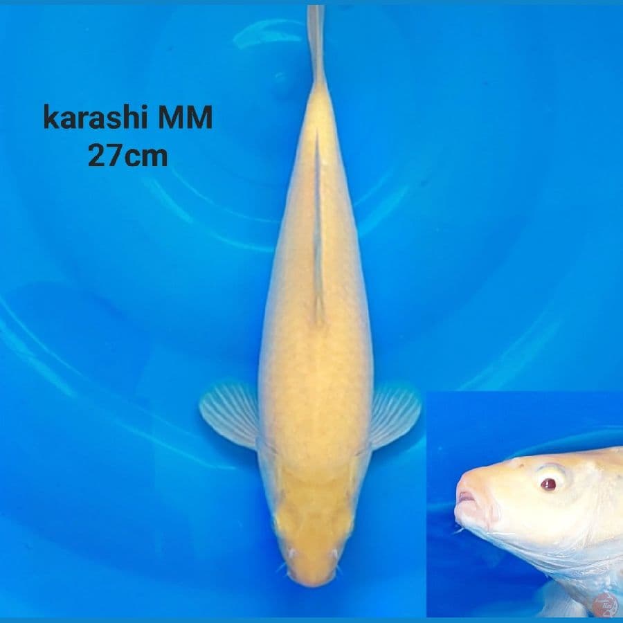 SUPER KARASHI MM