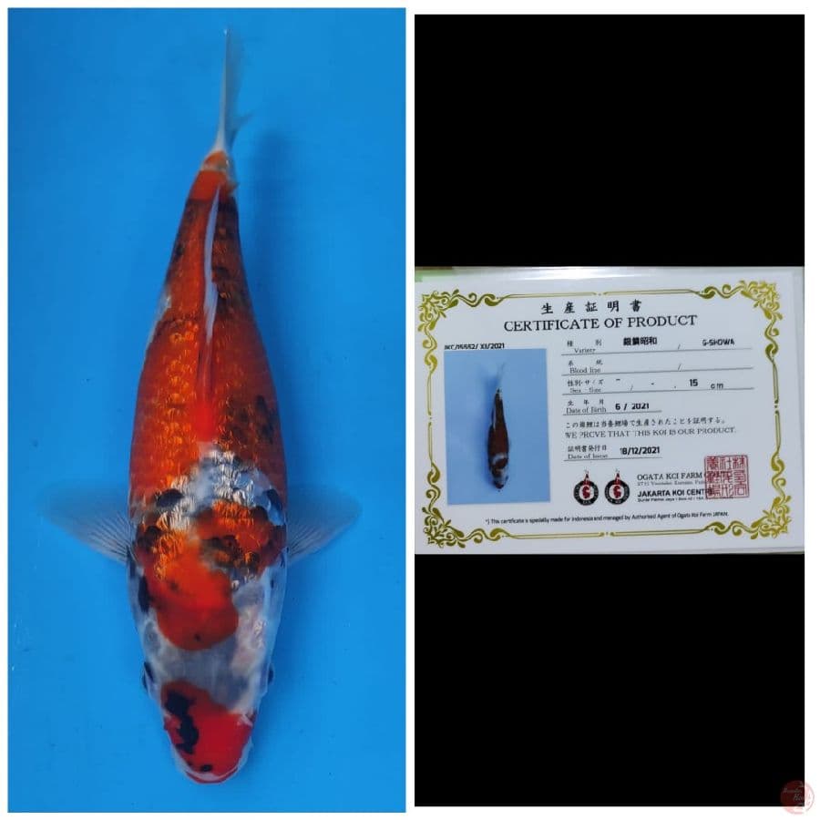 Ogata Showa Ginrin