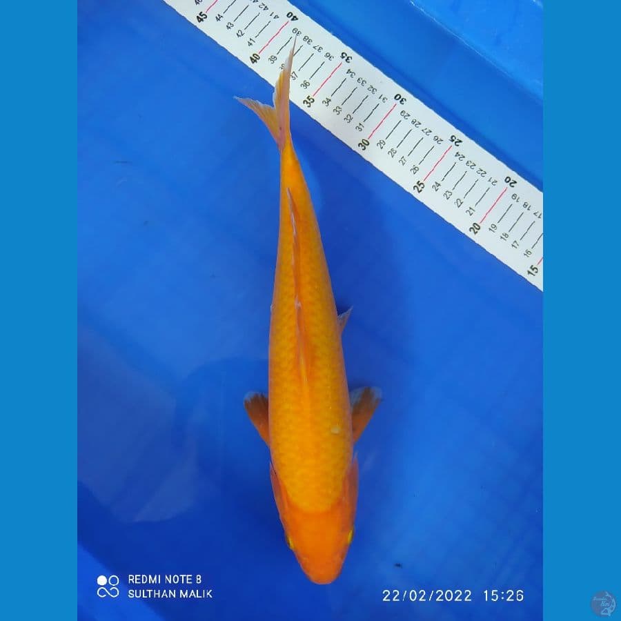 karasi menggo 34 cm