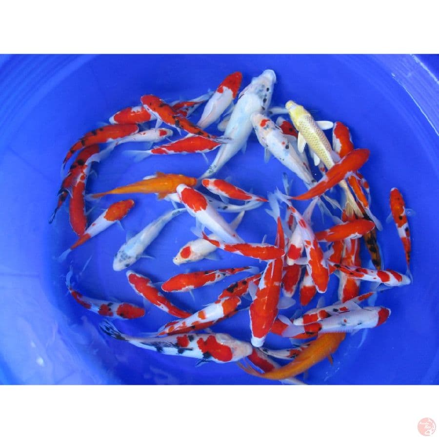 paket kohaku sanke