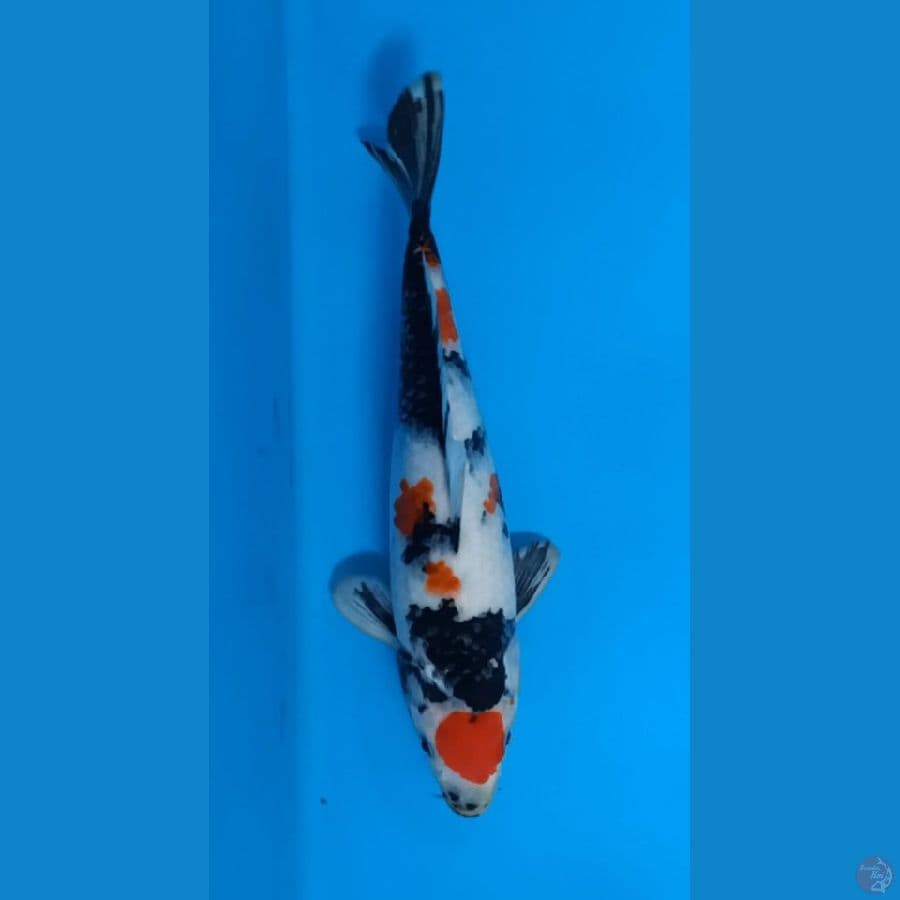 30cm Maruten Showa
