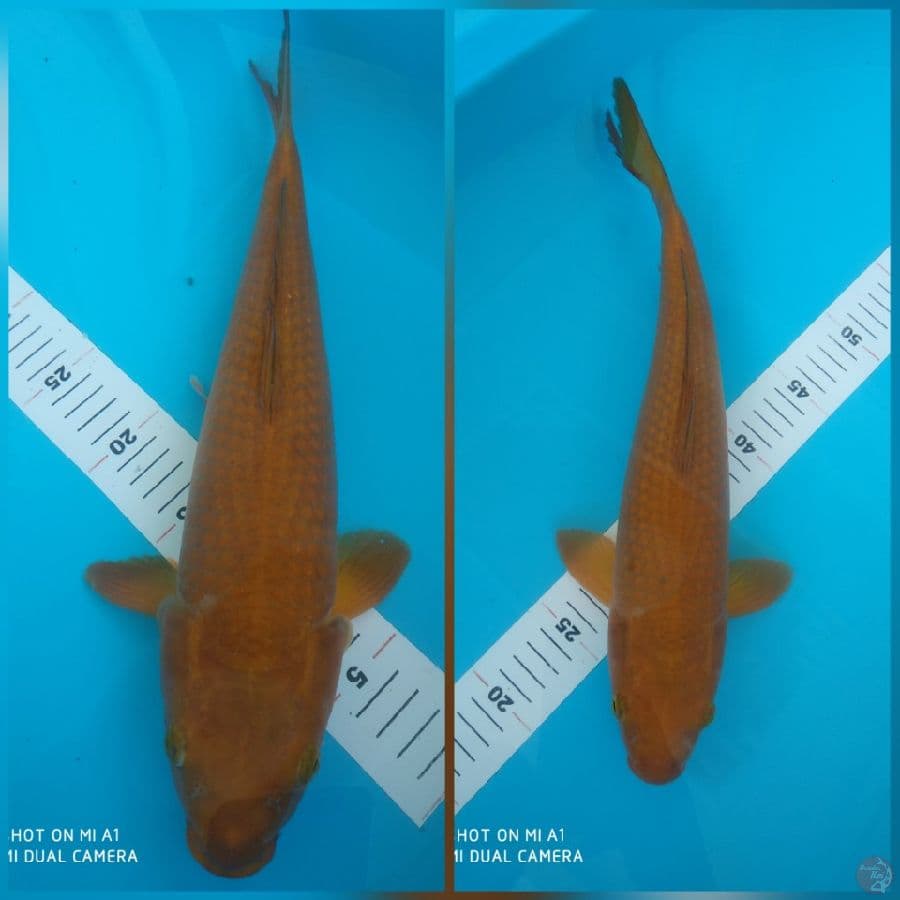 40cm Chagoi rasa karamel/fml