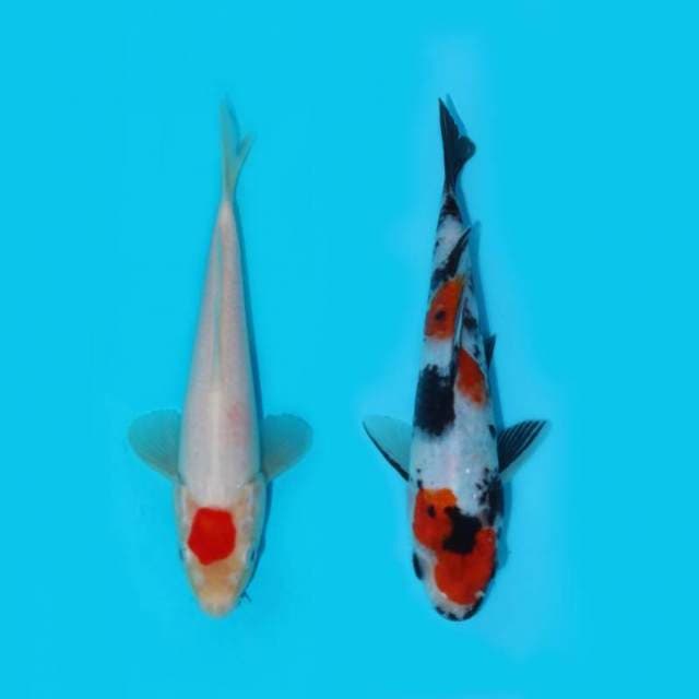 20 - 21 cm