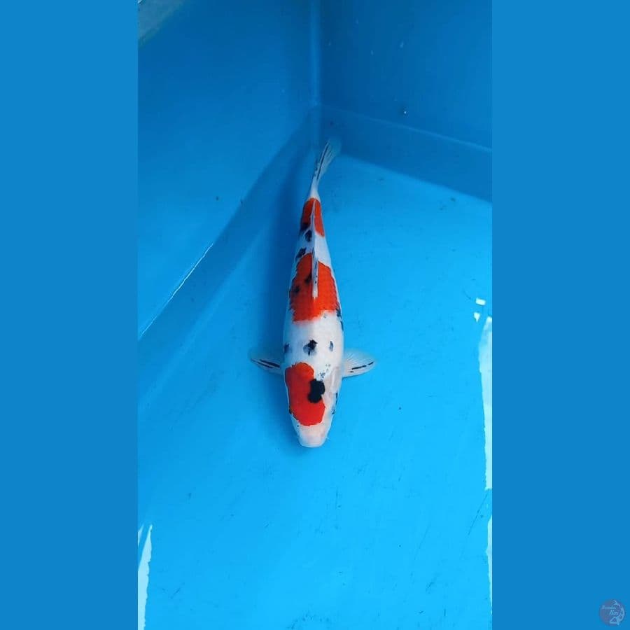 Sanke 37cm male