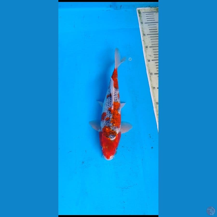 ghosiki HQ.....32cm