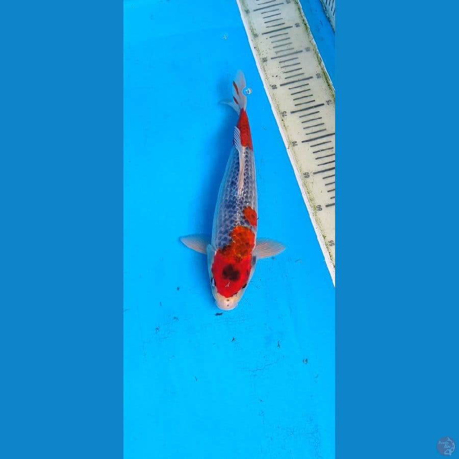 ghosiki.., 33cm