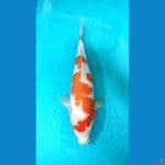 kohaku size 37