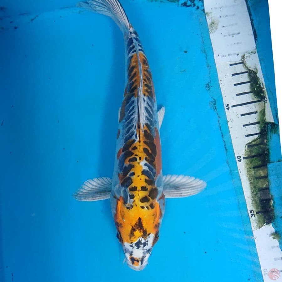 DOITSU KUJAKU 28 cm