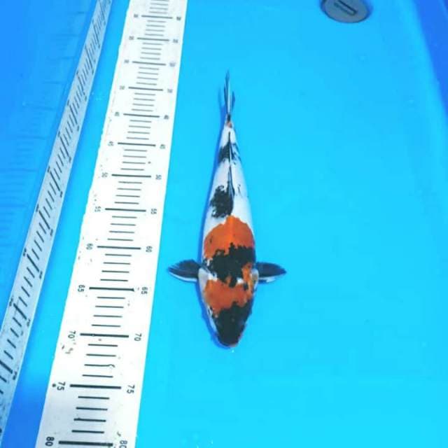 Showa 36 cm..body joss