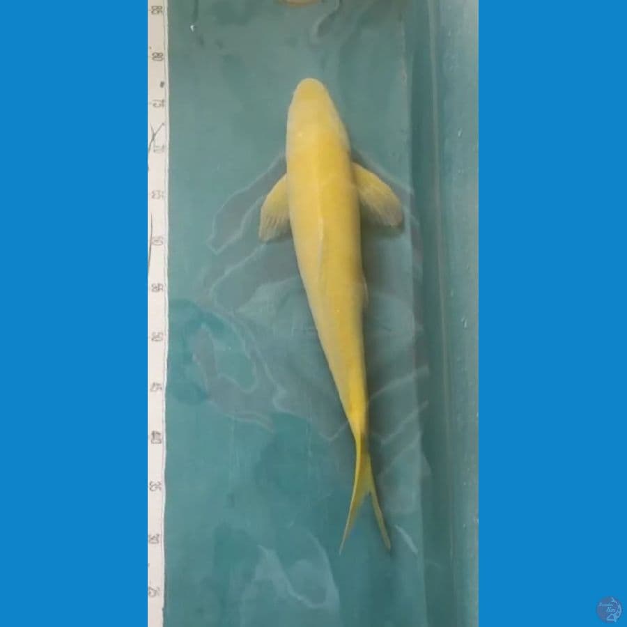karashi impor marusei 49cm