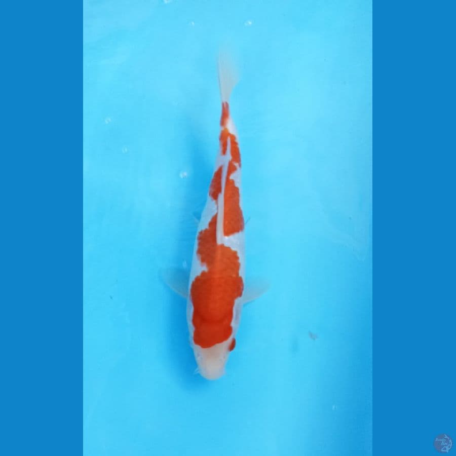 kohaku inazuma 26cm