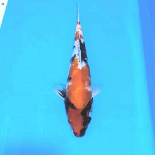 Showa 36cm