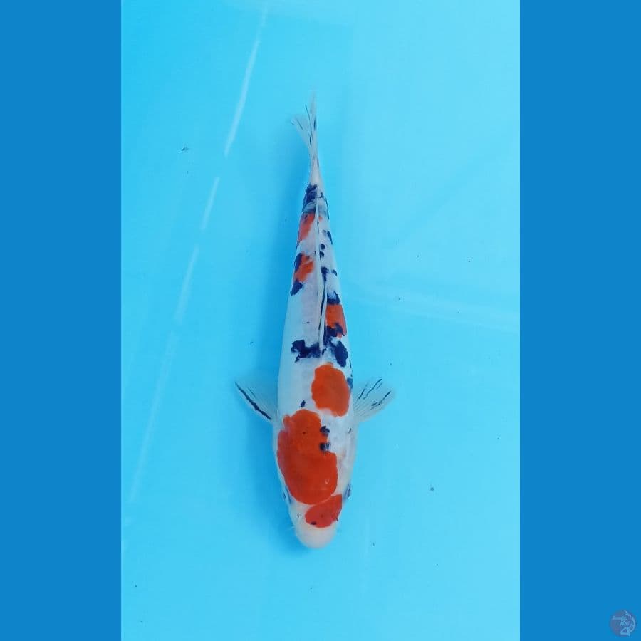 sanke doitsu 20cm