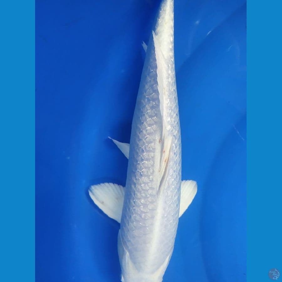 platinum gindrin susu