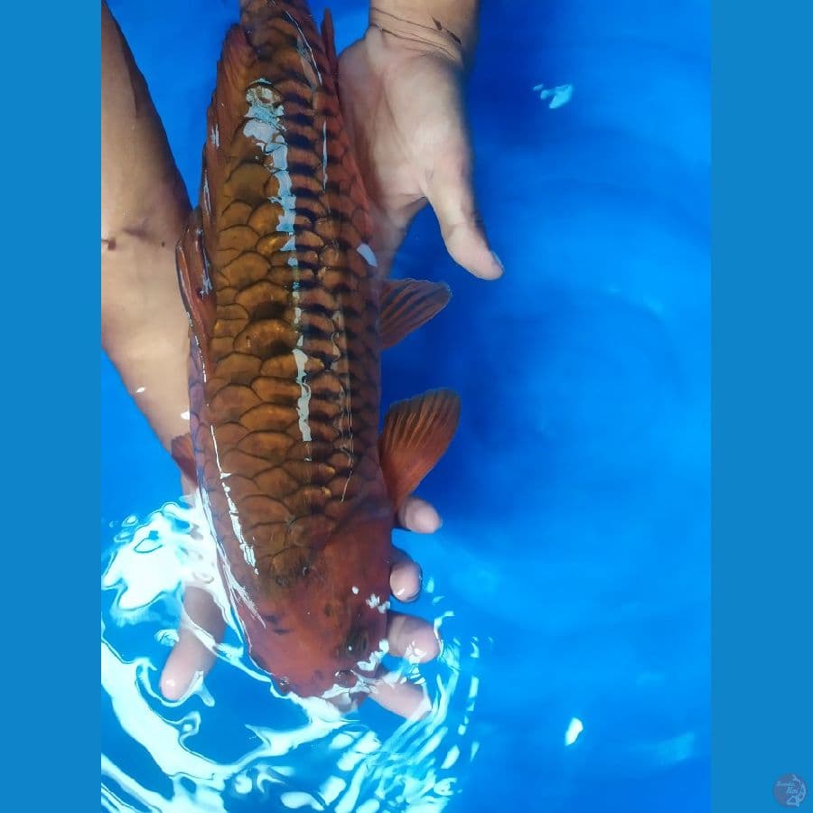 chagoi sisik naga