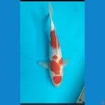 maruten kohaku