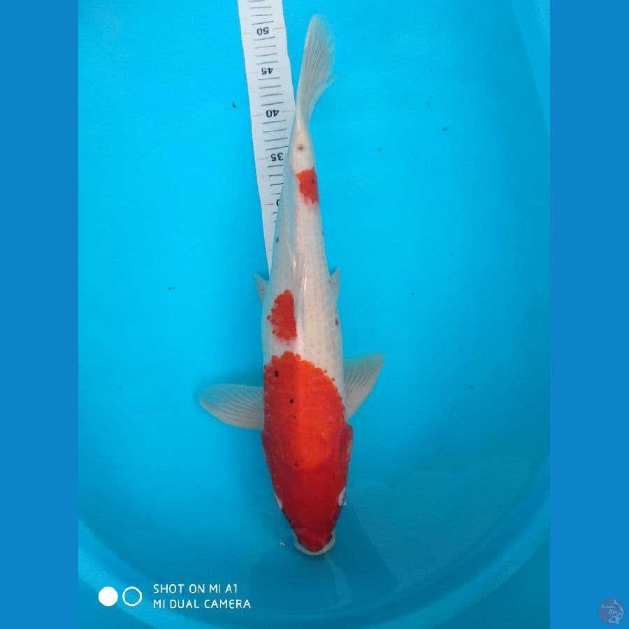 49cm Sanke Red strong/male