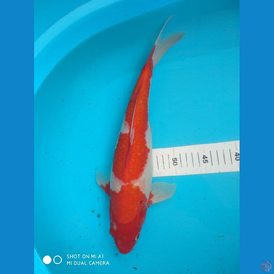 40cm Menkaburi/fml