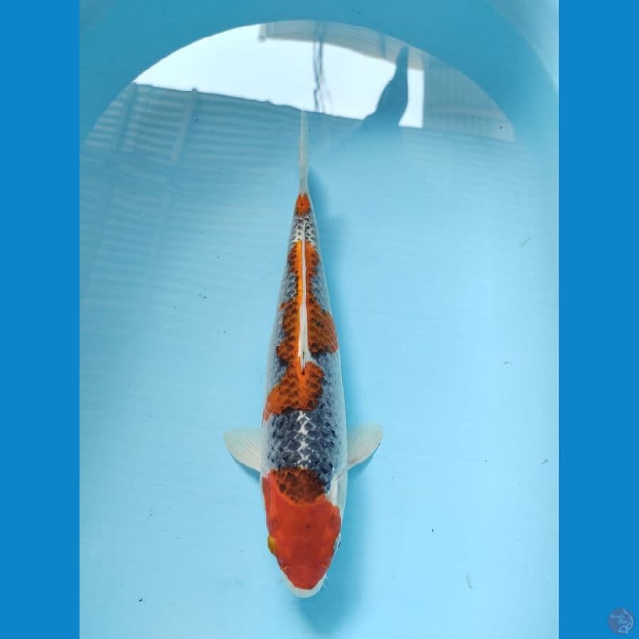 gosiki 37cm