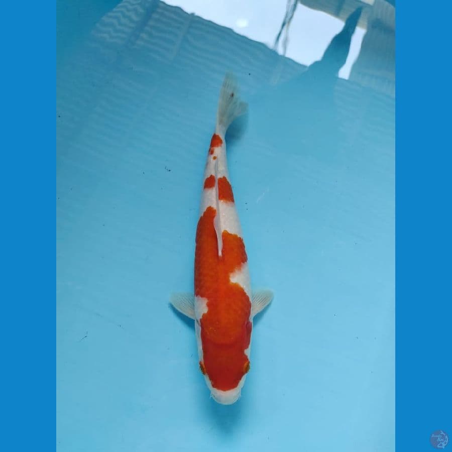 kohaku 31cm