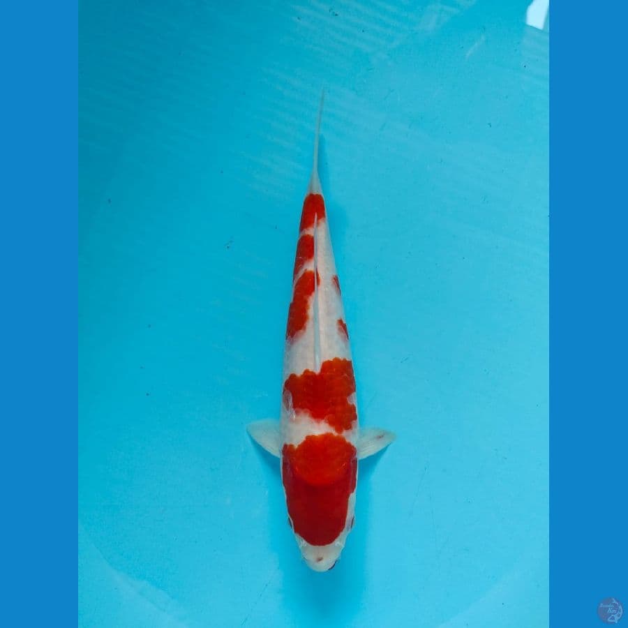 kohaku 28cm